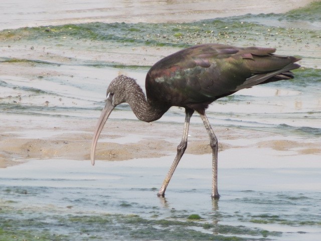 Glossy ibis Dubai